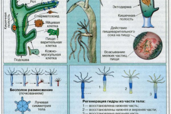 Кракен актуальное зеркало